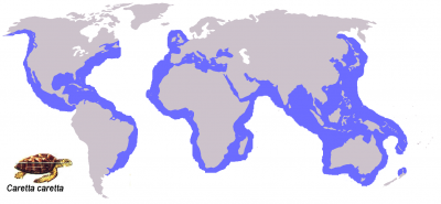 Geographical distribution of Caretta caretta. Done by Esculapio<br />Gemeinfrei, https://commons.wikimedia.org/w/index.php?curid=482524