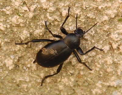 Kakerlake kl.JPG (374.48 KiB) 4602 mal betrachtet Cucaracha