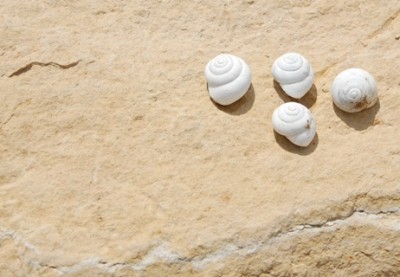 Schnecken am Meer