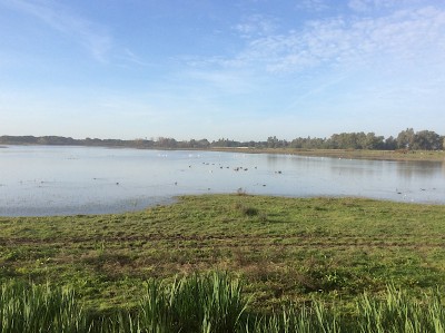 Naturschutzgebiet Coto de Doñana - ein Eldorado füR Ornithologen