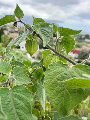 Physalis<br />Leider noch nicht reif.