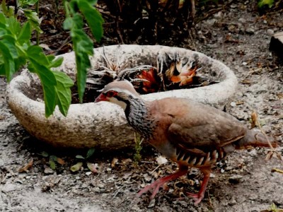 1 Sukkulenten.JPG (107.4 KiB) 5034 mal betrachtet Vorbei geht es an uninteressanten Sukkulenten