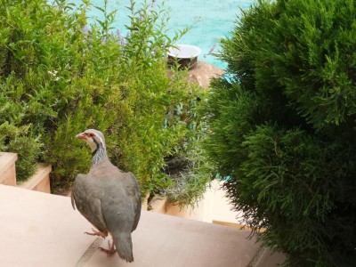 2 Blick auf den Pool.JPG (98.79 KiB) 5034 mal betrachtet es folgt ein Blick auf den Pool