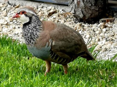 11 und gucke hier noch ein wenig misstrauisch.JPG (112.92 KiB) 5034 mal betrachtet Anfangs noch ein bisschen misstrauisch