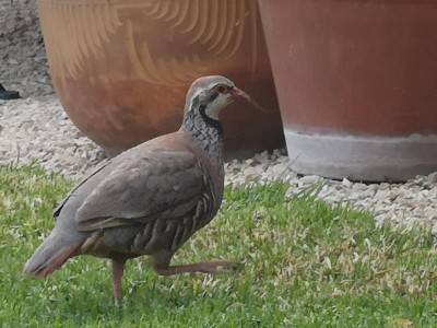 12 Blumenpötte.JPG (75.03 KiB) 3702 mal betrachtet und hohen Blumenpötten