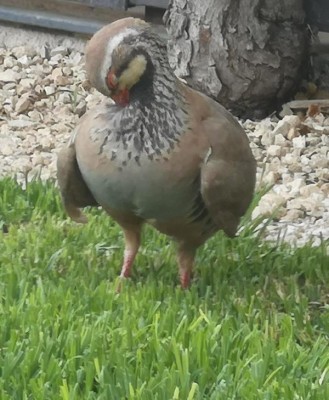 14 Putzen, das Lätzchen ist bekleckert.JPG (80.19 KiB) 5034 mal betrachtet Jesses, das Lätzchen ist bekleckert!!!!
