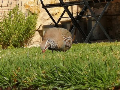 17 Saftiges Gras.JPG (118.82 KiB) 6352 mal betrachtet Saftiges Gras