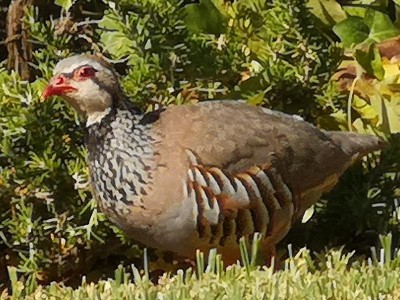 18 Im Schatten unterm Rosmarin.JPG (104.11 KiB) 5034 mal betrachtet oder Samen unter dem Rosmarin