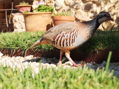 21 lasse mich aber nicht beirren.JPG (89.13 KiB) 4101 mal betrachtet lässt sich aber von mir nicht beirren.
