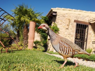 22 Seiteprofil gefällig. Schönes Gefieder.JPG (101.21 KiB) 5034 mal betrachtet Seitenprofil gefällig? Habe ich mich nicht schön geputzt?