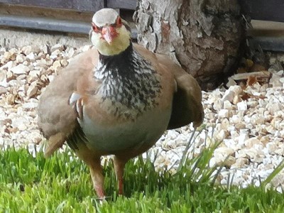 3.JPG (100.85 KiB) 5034 mal betrachtet Das ist er: Unser Trudchen.