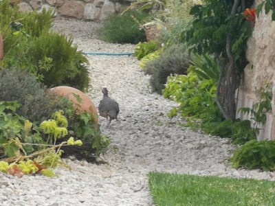 IMG_20210712_173945.JPG (137.59 KiB) 5034 mal betrachtet Am Ende des Tages verlässt uns der Gockel immer Richtung Parkplatz.