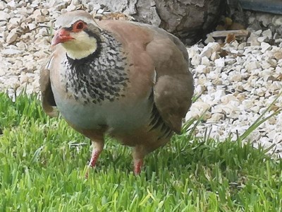 5.JPG (104.31 KiB) 5034 mal betrachtet Ja, schaut nur, ich könnte glatt als Brathändl durchgehen