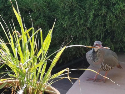 2 vorbei am Zitronengras.JPG (103.37 KiB) 3361 mal betrachtet roch kurz am mitgebrachten Zitronengras von einem<br /> Markt in Südfrankreich