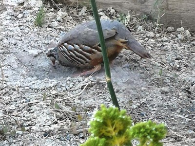 3.JPG (136.14 KiB) 3393 mal betrachtet ins neue Balneario, wo er schon seit Tagen<br /> klammheimlich seine neue Badewanne installiert haben<br /> musste.