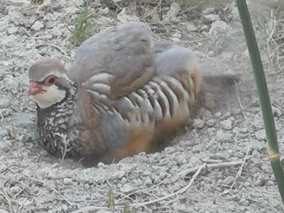 5 Sandbad in der Wanne.JPG (87.6 KiB) 3359 mal betrachtet Jetzt erst mal ordentlich rumgeplustert.