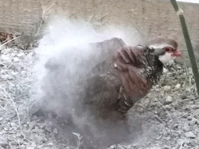 8 Sanddusche.JPG (66.77 KiB) 3393 mal betrachtet Asche auf mein weises Haupt!