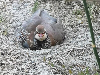 7 guck nicht so neugierig.JPG (120.76 KiB) 3359 mal betrachtet Guck nicht so angeekelt, Rothühner suhlen sich gern<br /> im Dreck und anschließend…