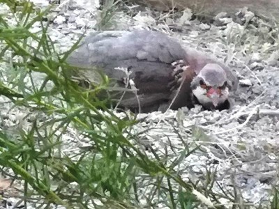 9 unter Estragon.JPG (102.5 KiB) 3359 mal betrachtet Dabei kam mir (Oliva) doch kurzfristig der Gedanke: <br />Rothuhn an/im/auf Estragon?