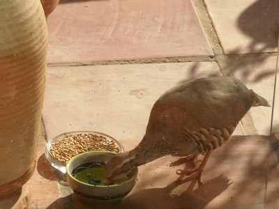 11 gedeckter Tisch.JPG (60.66 KiB) 3361 mal betrachtet Nach dem furztrockenen Bad hatte er erst einmal ordentlich Brand - er trank nicht nur, er soff!