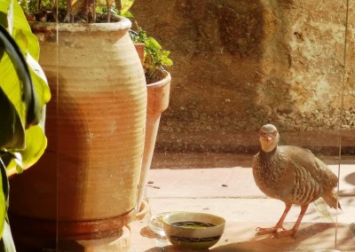 10 Blick durch die Scheibe.JPG (89.82 KiB) 3393 mal betrachtet Zwischendurch immer wieder dieser kritische Blick zu<br /> uns, ob wir seine Tischmanieren auch gebührend <br />bewundern.