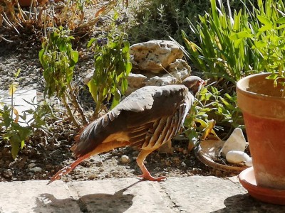 13 mit großen Schritten gehts davon.JPG (130.22 KiB) 3393 mal betrachtet Im Stechschritt stolzierte er dann um kurz vor<br />sieben wieder davon - der sandgestrahlte <br />Obergockel.