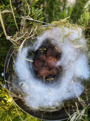 Schwalben.jpg (228.63 KiB) 4331 mal betrachtet Schwalbenkinder