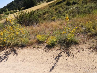 oder anderen Wildblumen