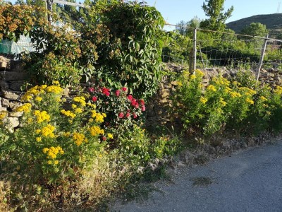 Blumenrabatten am Wegesrand