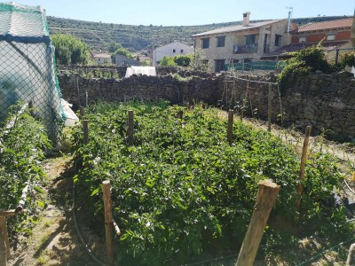 Gärten 3.JPG (140.59 KiB) 4468 mal betrachtet Gemüsegärten für den Eigenbedarf