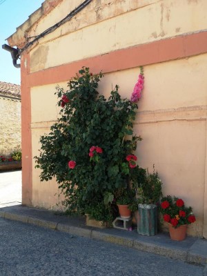 T blühende Fassaden.JPG (75.82 KiB) 4468 mal betrachtet und blühende Fassaden