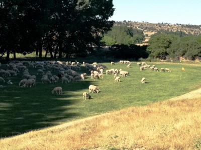 Emsige Schafe, falule Ziegen.JPG