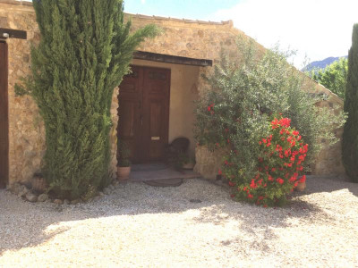 Olive mit Kletterrose.JPG (90.27 KiB) 7133 mal betrachtet Olive mit Kletterrose