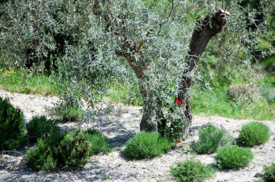 Olive mit Rosmarin.JPG (225.59 KiB) 7799 mal betrachtet Olive mit Rosmarin