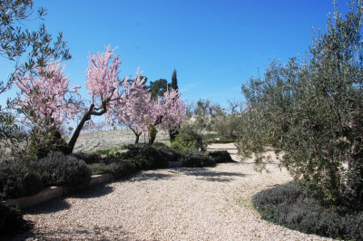 Unter dem Olivenbaum auf der rechten Seite wurde<br />Lavendel gepflanzt<br />unterpflanz