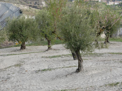 Olivenbäume auf dem Feld - auf Ertrag geschnitten