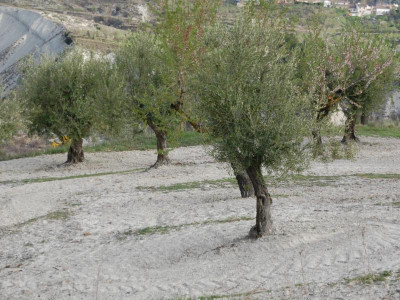 Oliven Campo.JPG (132.76 KiB) 7799 mal betrachtet Olivenbäume auf dem Feld - auf Ertrag geschnitten