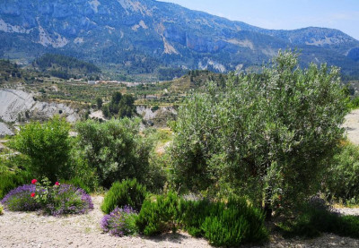 Olivenbaum mit Rosmarin und Lavendel