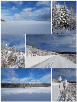 Winter - Collage.jpg