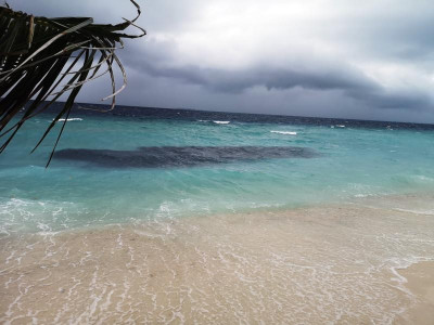 Das Dunkle im Wasser (vorne) ist ein Fischschwarm