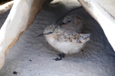 Jungvögel in einem Unterschlupf am Strand