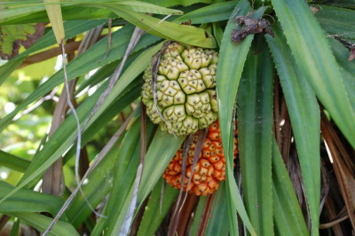 Tropische Vegetation.JPG