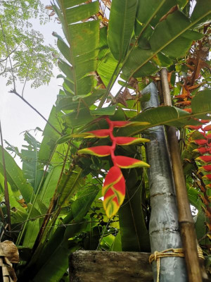 Tropische Vegetation2.JPG