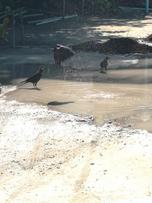 Vögel baden nach Tropenregen in Pfützen