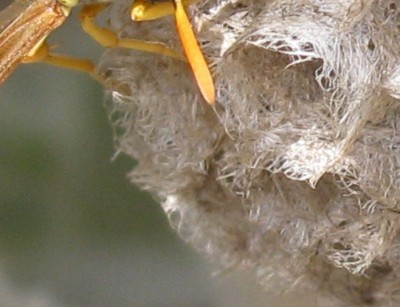 Rätsel5.JPG (149.51 KiB) 2536 mal betrachtet Ein bisschen mehr von der lebenden Materie ... jetzt aber !!!