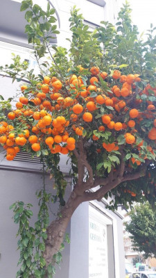 K800_Bitterorangen.JPG