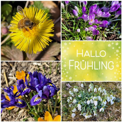 Frühlingsblumen - Collage.jpg