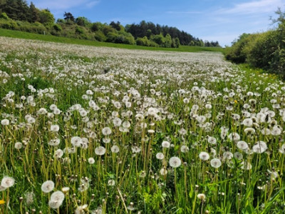 Pusteblumen.jpg