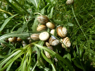Schnecken 04.jpg