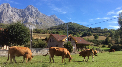 Diese Herrschaften liefern die Milch für den köstlichen Käse